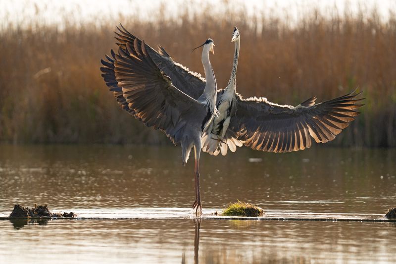 Ardea cinerea фото превью