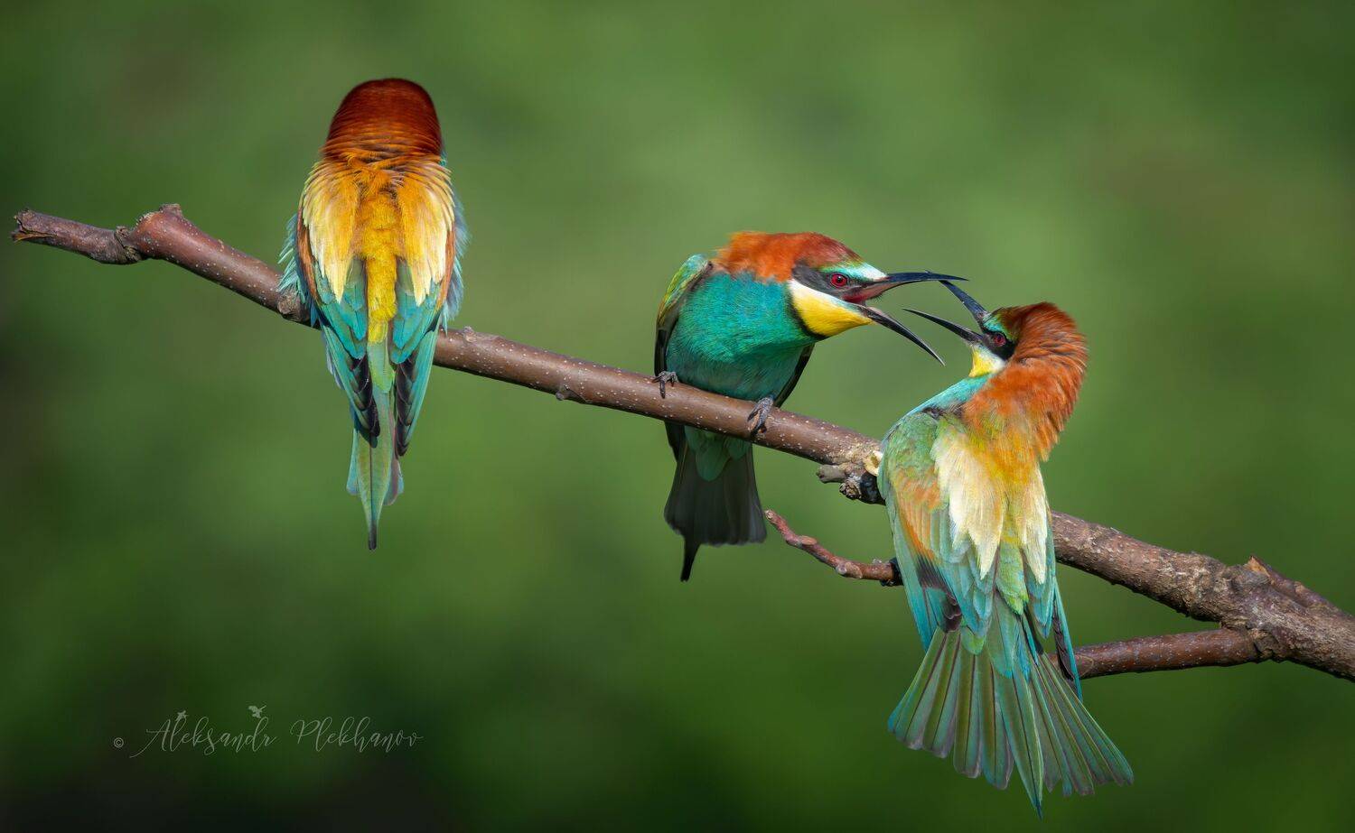 wildlife , живая , природа , щурки , золотистые, Плеханов Александр