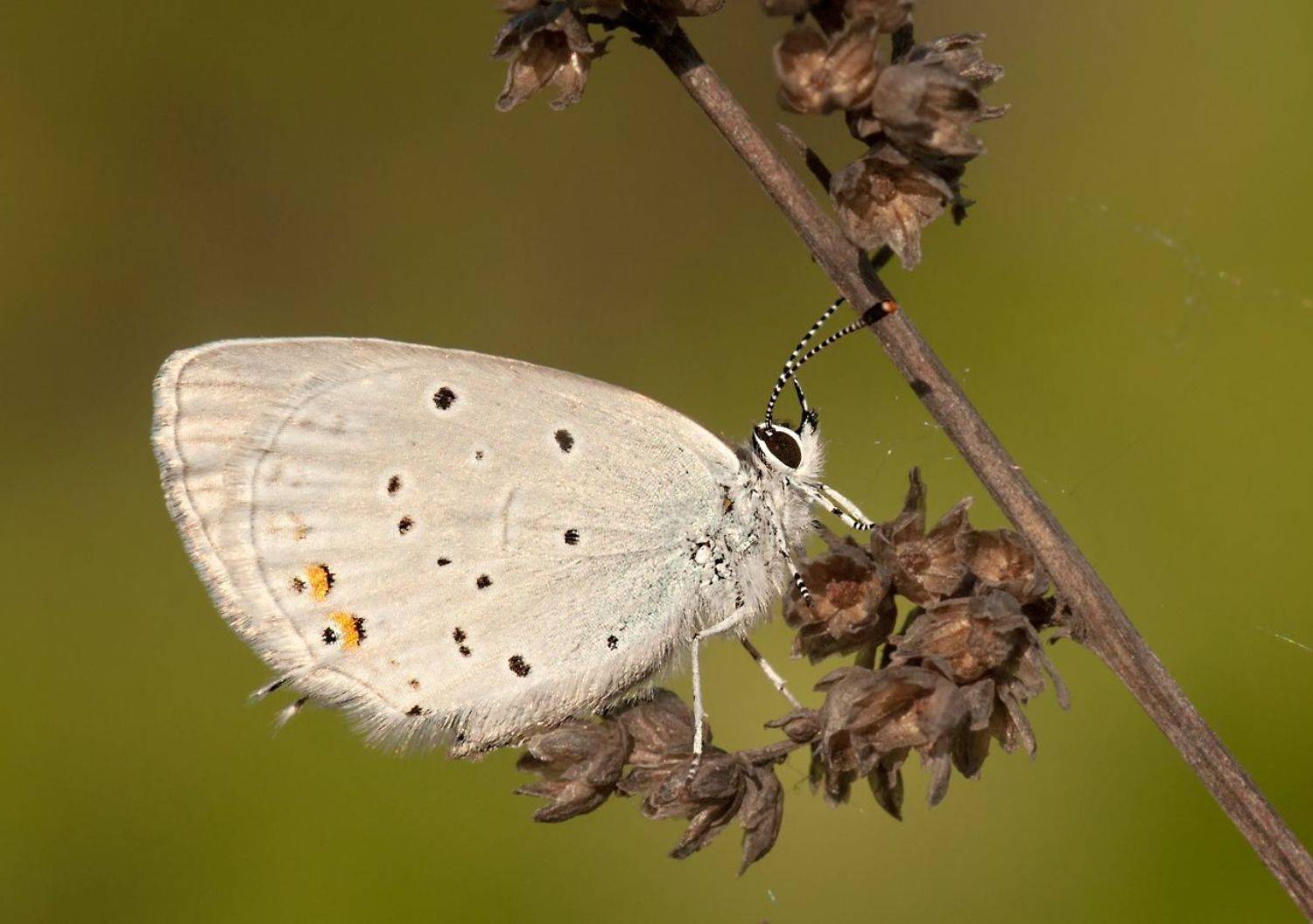 макро, бабочка, Олег Тыркин