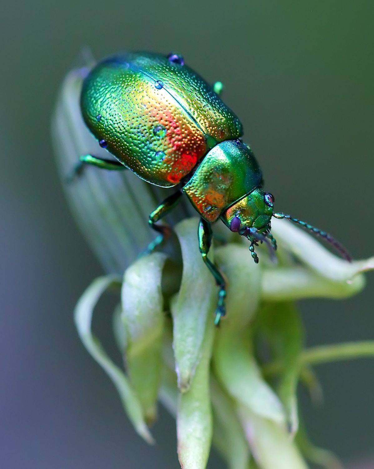 , Галина Горькавая