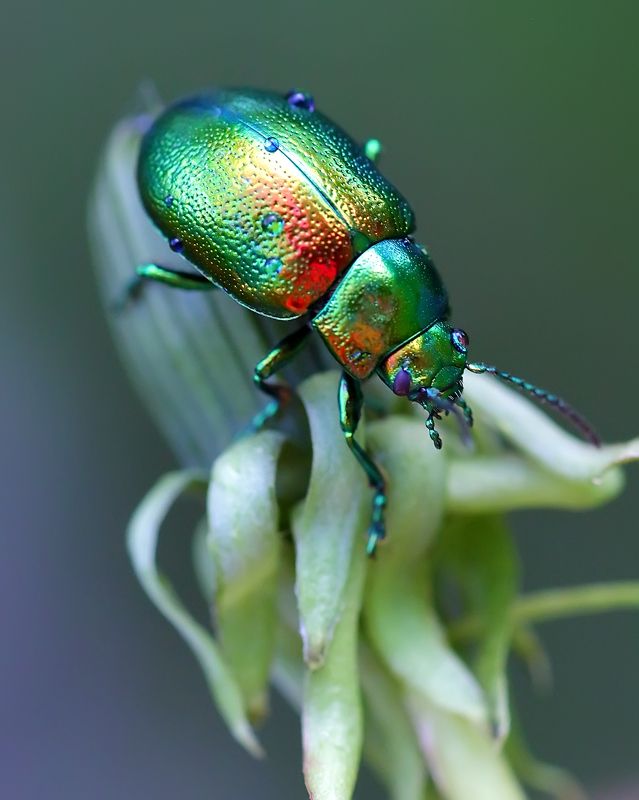 Листоед фото превью