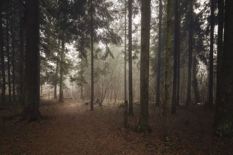 весенний лес фото превью