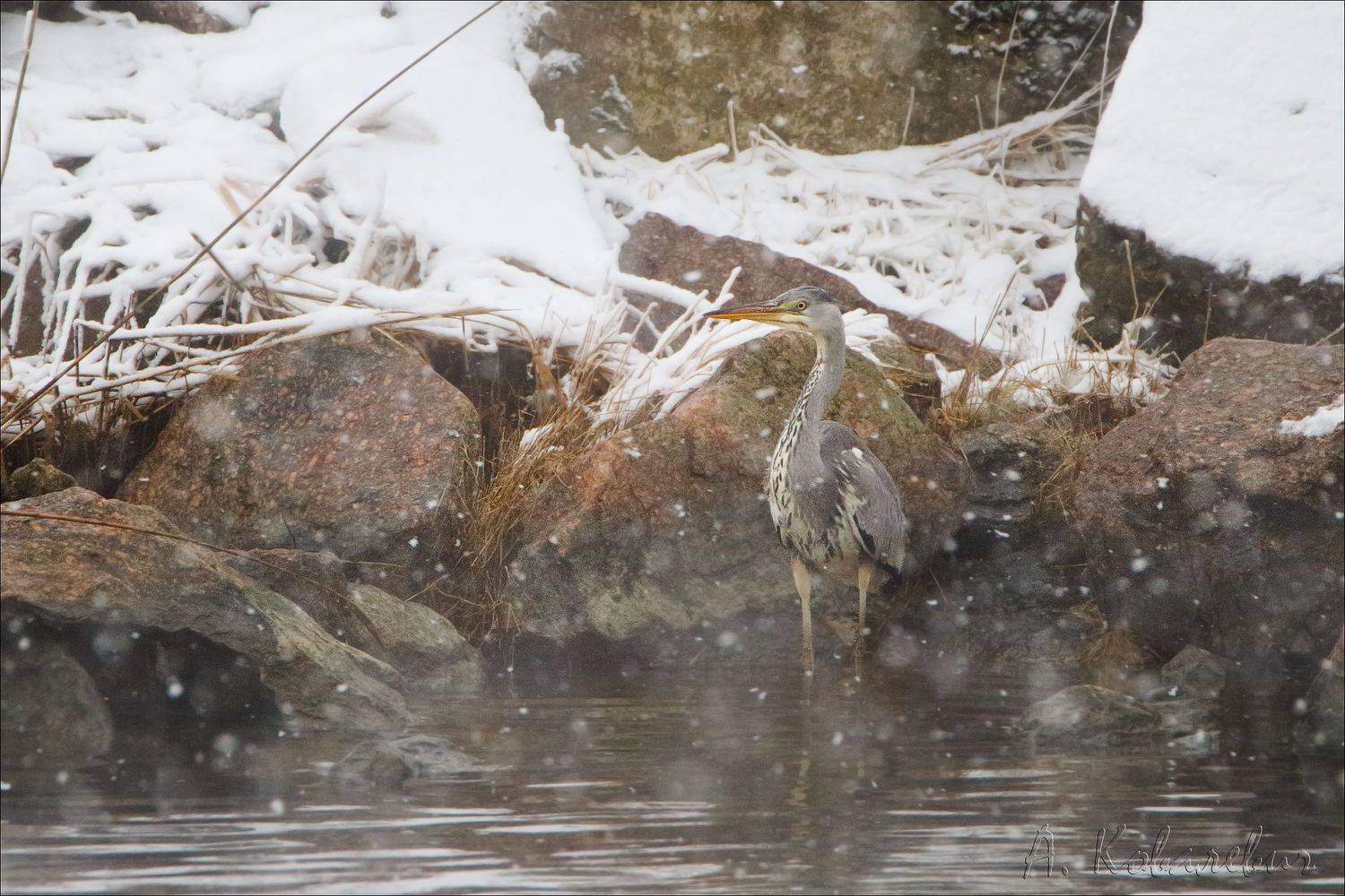 , Ковалевич А.