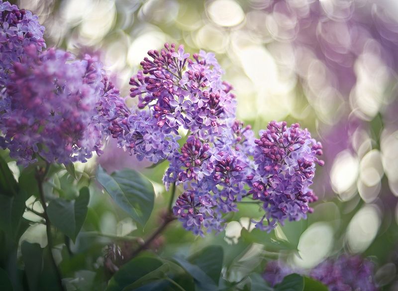 Сирень фото превью