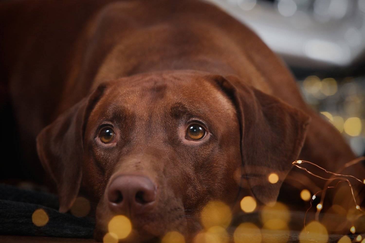 , Галина Ледок