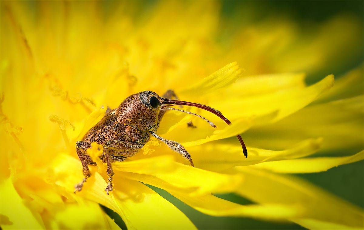 жук, долгоносик, дубовый, макро, насекомое, macro, bug, insect,, Хилько Марина