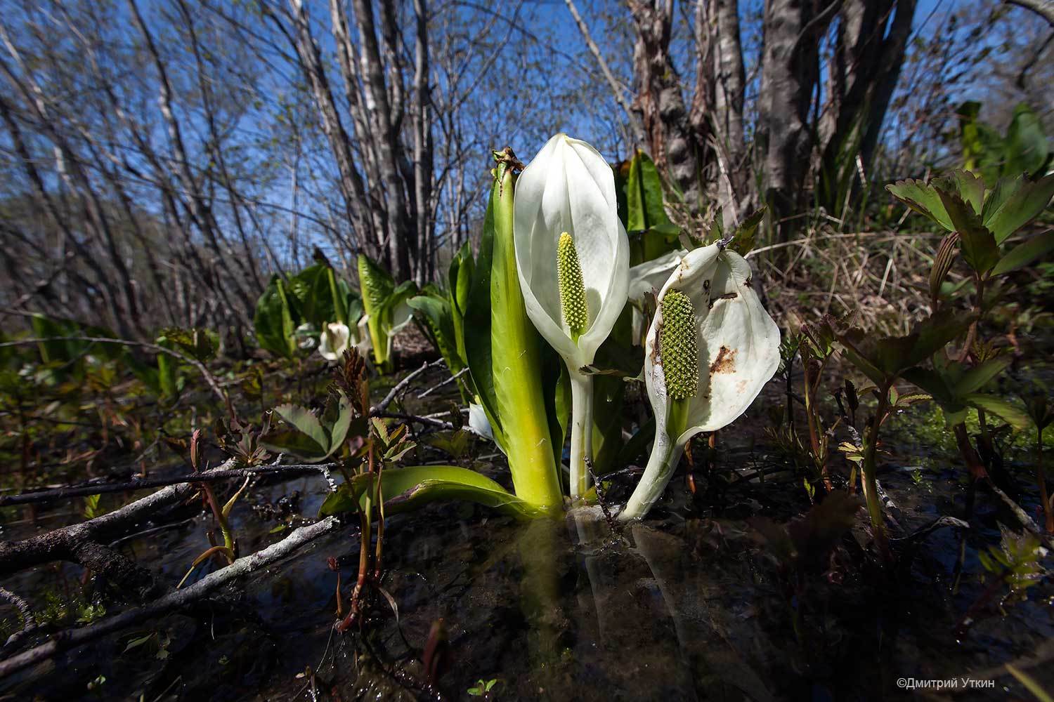 лизихитон, водное растение, Дмитрий Уткин