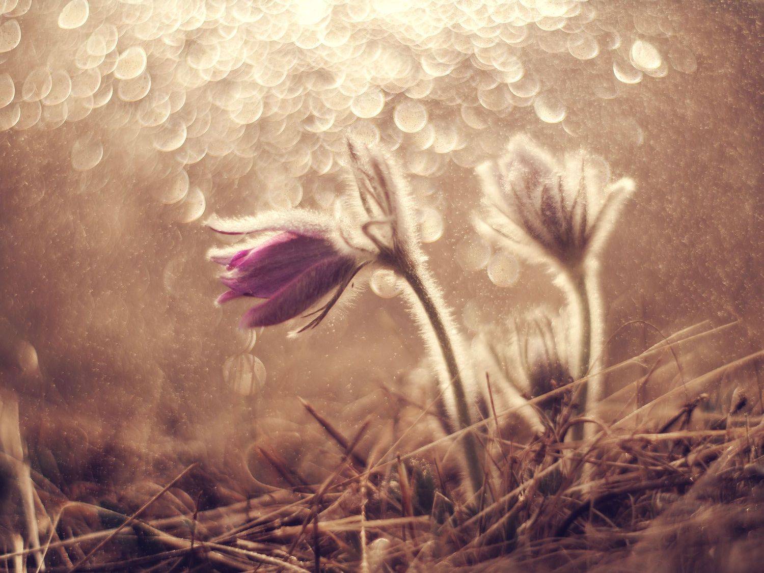 цветы, природа, боке, макро, гелиос, flowers, helios, nature, bokeh, Olga Rogozina