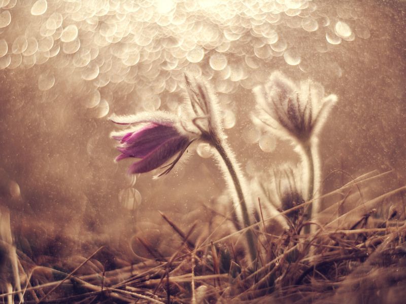 Сибирский подснежник фото превью