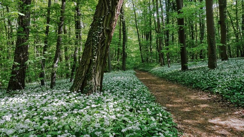 Черемша фото превью