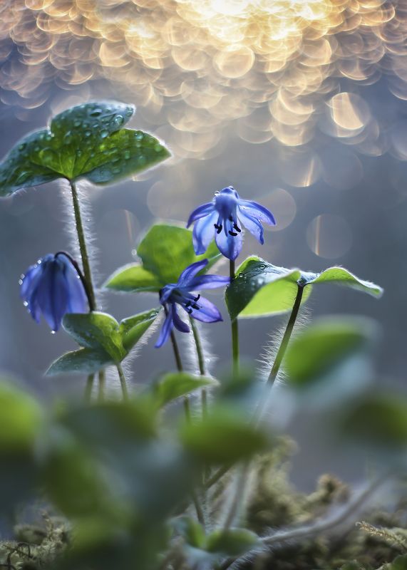 весна,беларусь, старый обьектив ,гелиос 44,природа,боке Небесные.. фото превью