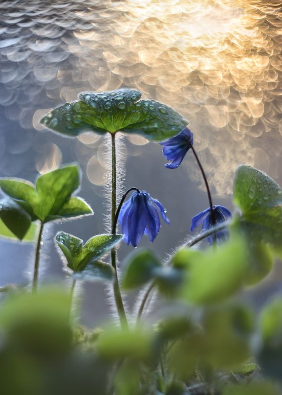 весна, синенькие цветочки,небесные цветы, боке, старый объектив, гелиос 44,моя беларусь,краски весны, жизнь Салют весне)! фото превью