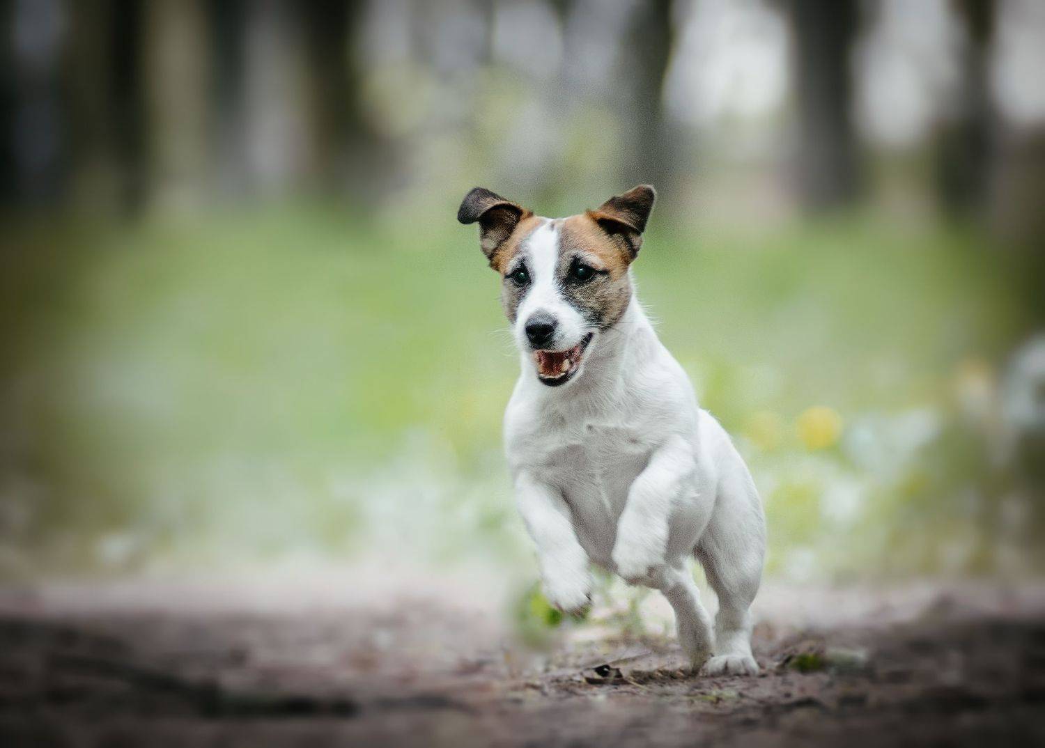 , Коптилина Галина