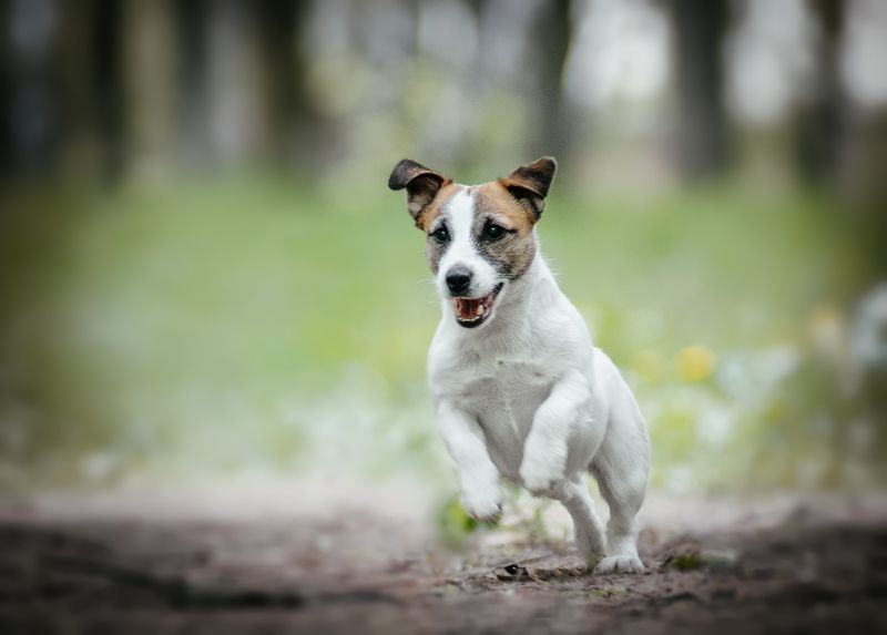 Вперед! фото превью