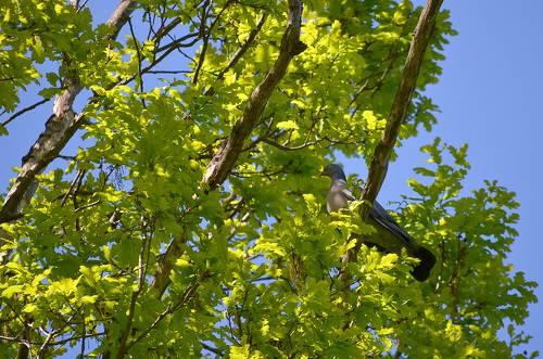 Вяхирь(Columba palumbus)