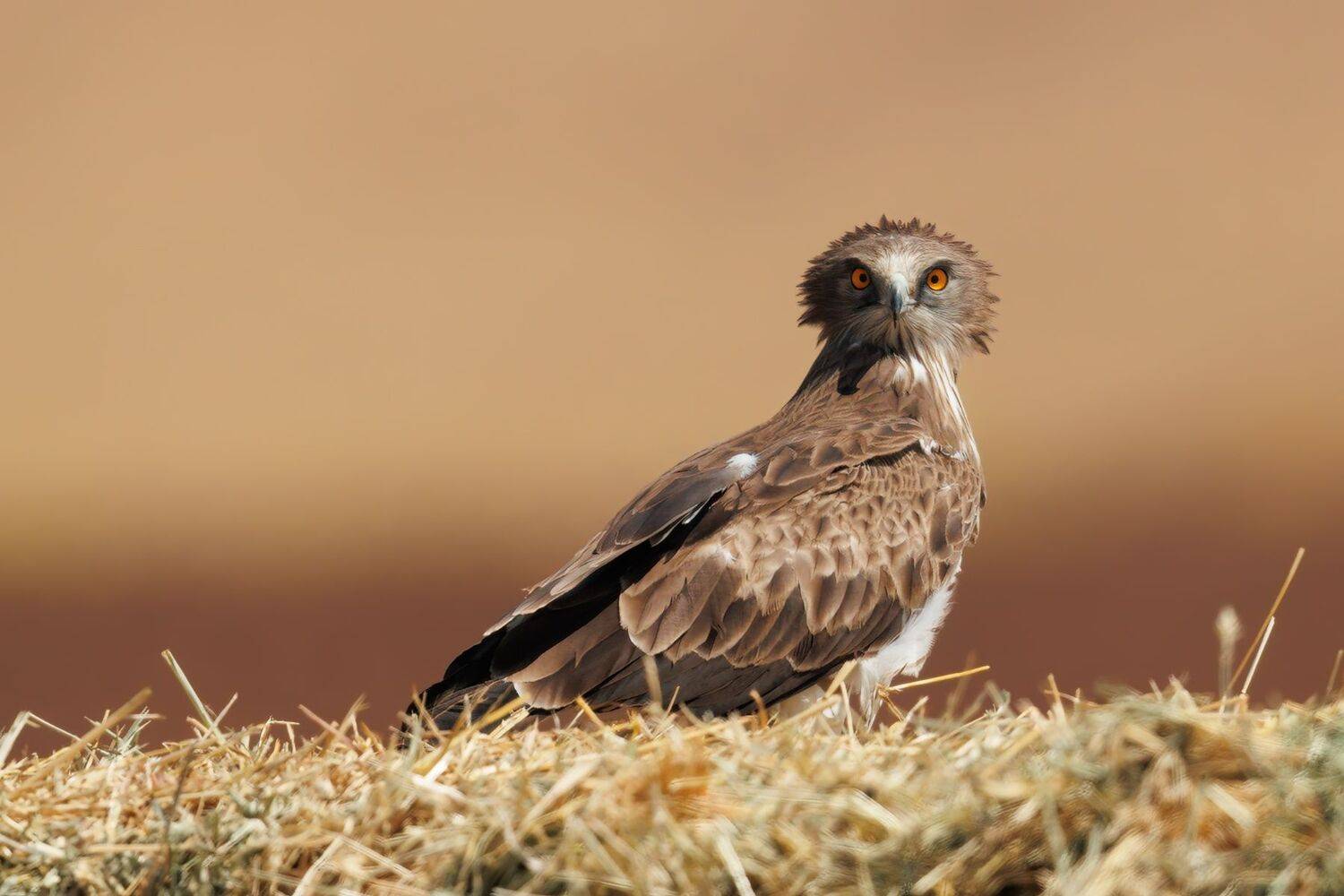 , Евгений Фруман