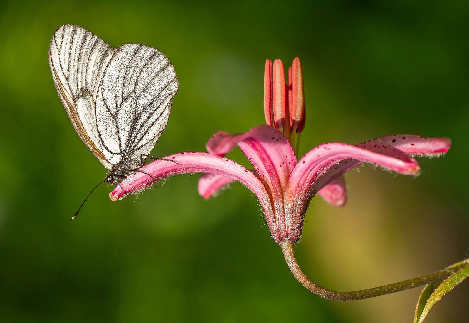 , Andrey Pristyazhnyuk