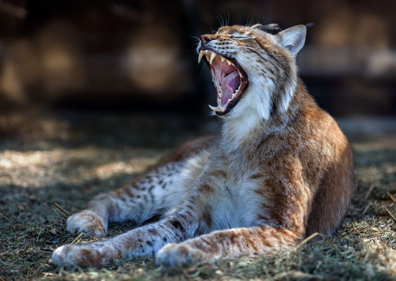 рысь, кошки Рысь фото превью
