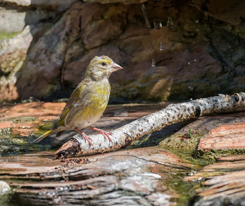 птица, зеленушка, самка, слёток, вода, жара, лето, прохлада.. фото превью