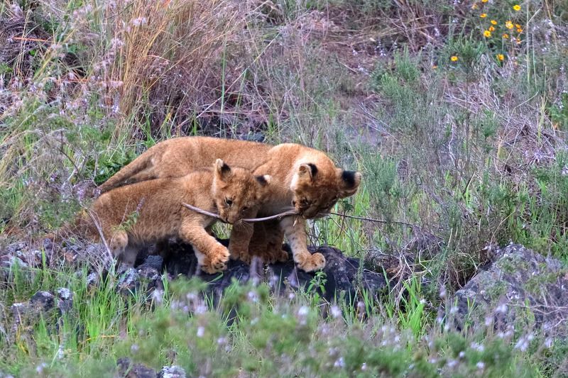 Nairobi National Park фото превью