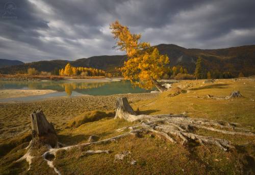Утро в Беляшах