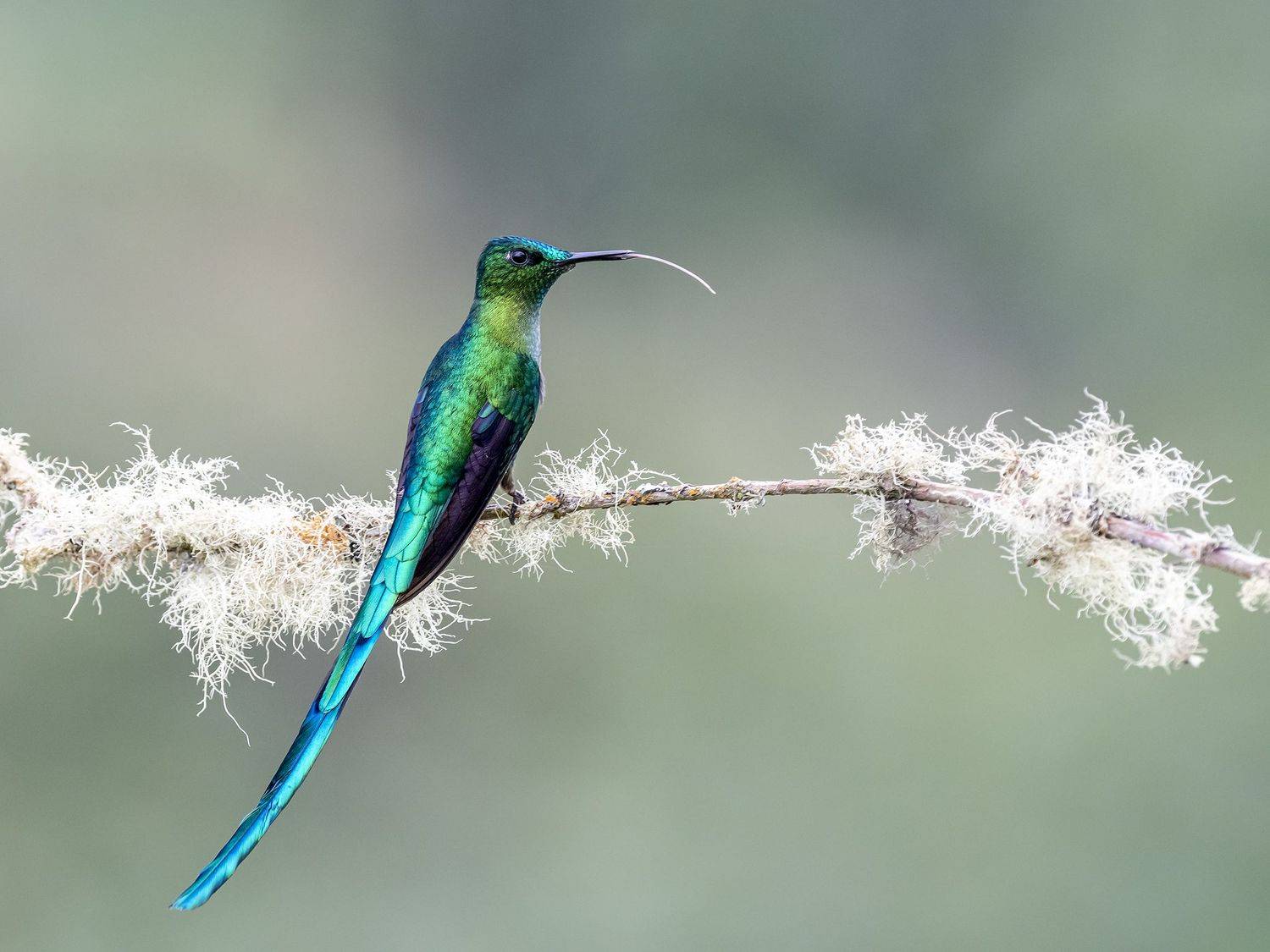 , Fernando Burgalin Sequeira