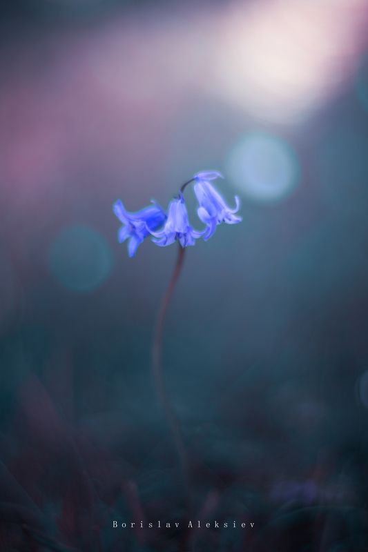 Blue фото превью