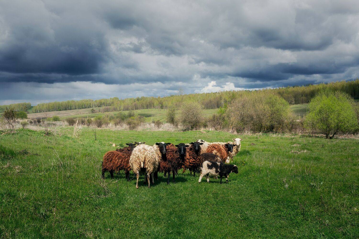 Тульская область, весна, природа, овцы, животные, пейзаж, Мартыненко Дмитрий