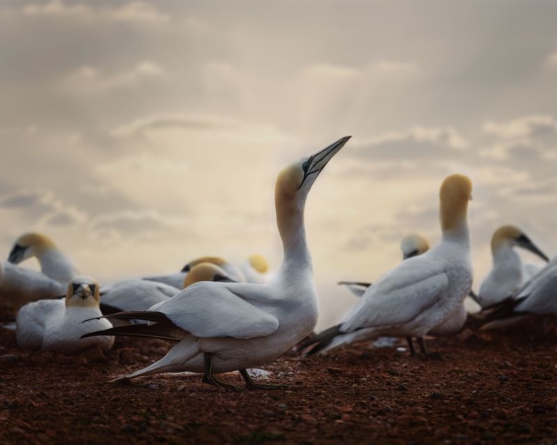 gannet, seabird, birds, sunset Gannets at Helgoland фото превью