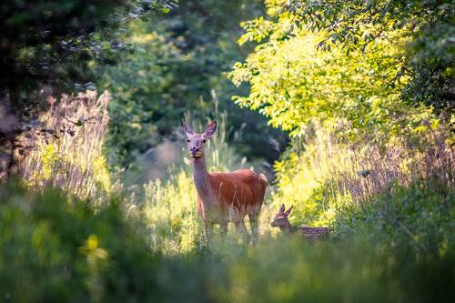 Deers