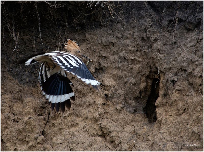 птица,удод,добыча,гнездо,корм,птенцам Всё в дом ) фото превью