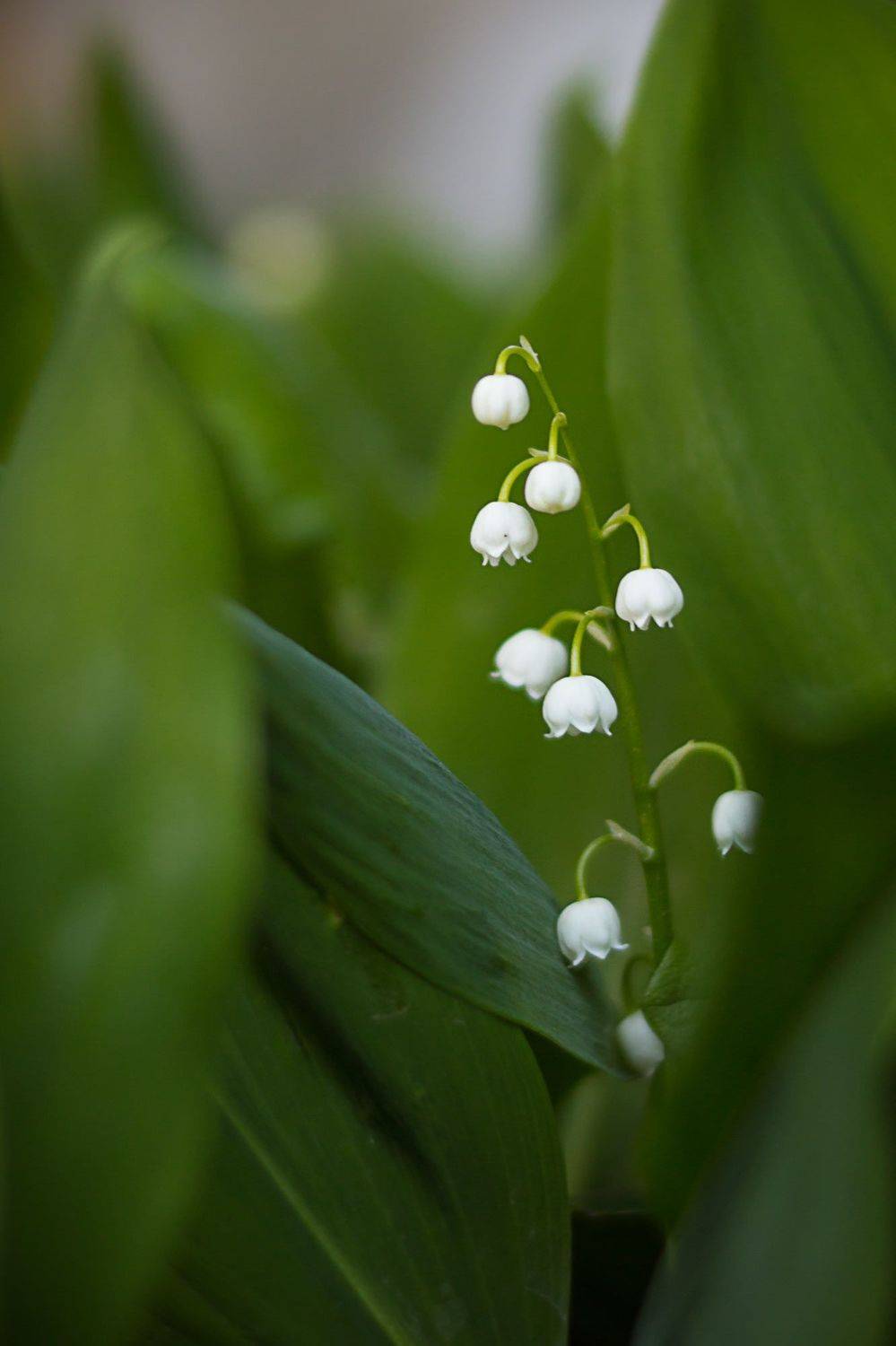 ,  Александр