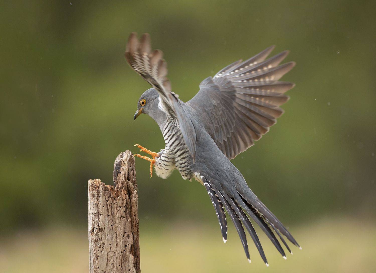 Cuckoo, Birds, Nature, Wildlife, Action, Flight, Canon, MARIA KULA