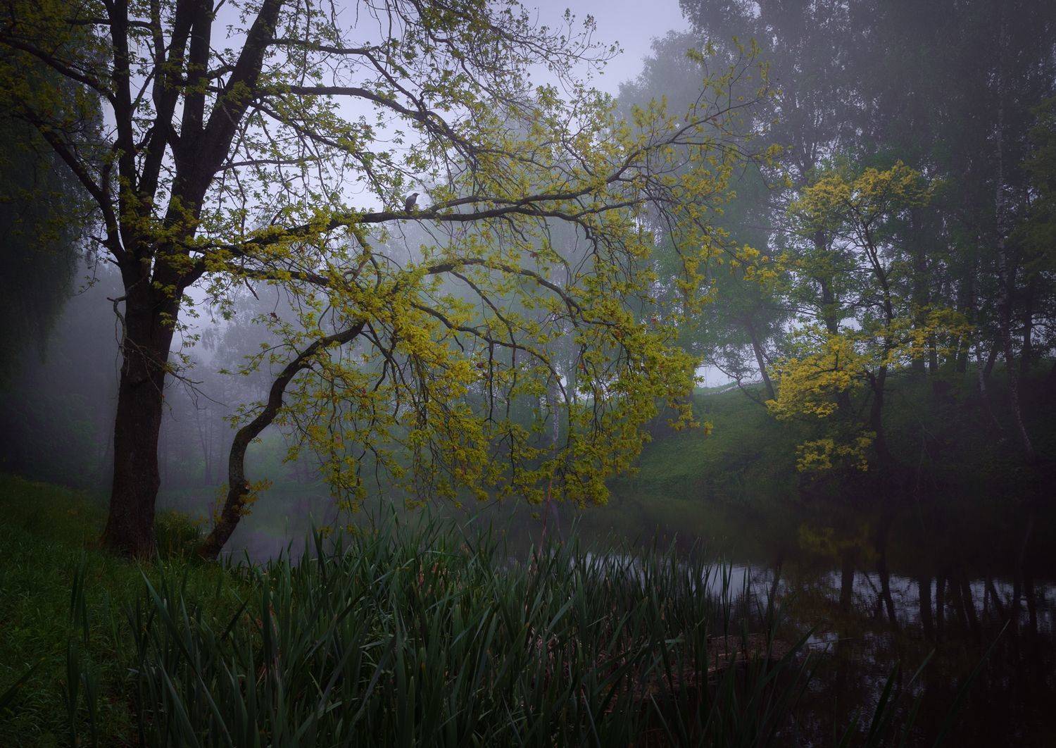 , Баранов Олег