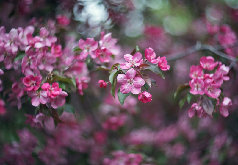 *** фото превью