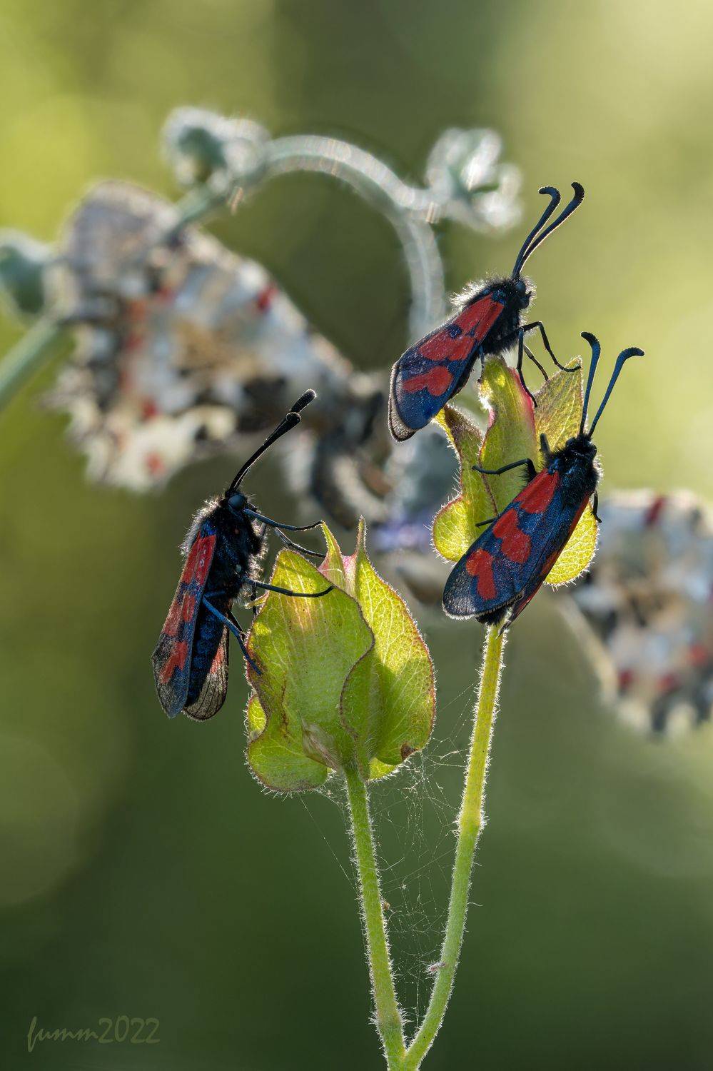 , Игорь ФУММ