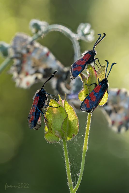 3+2 фото превью