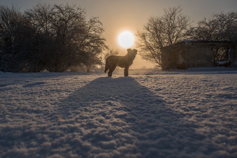 Солнце, утро, рассвет, туман, пейзаж, собака, снег, зима Зимнее утро фото превью