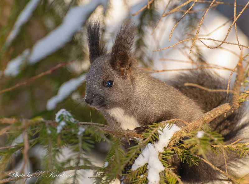 Белка Камчатка лес природа животные Лесная красавица фото превью