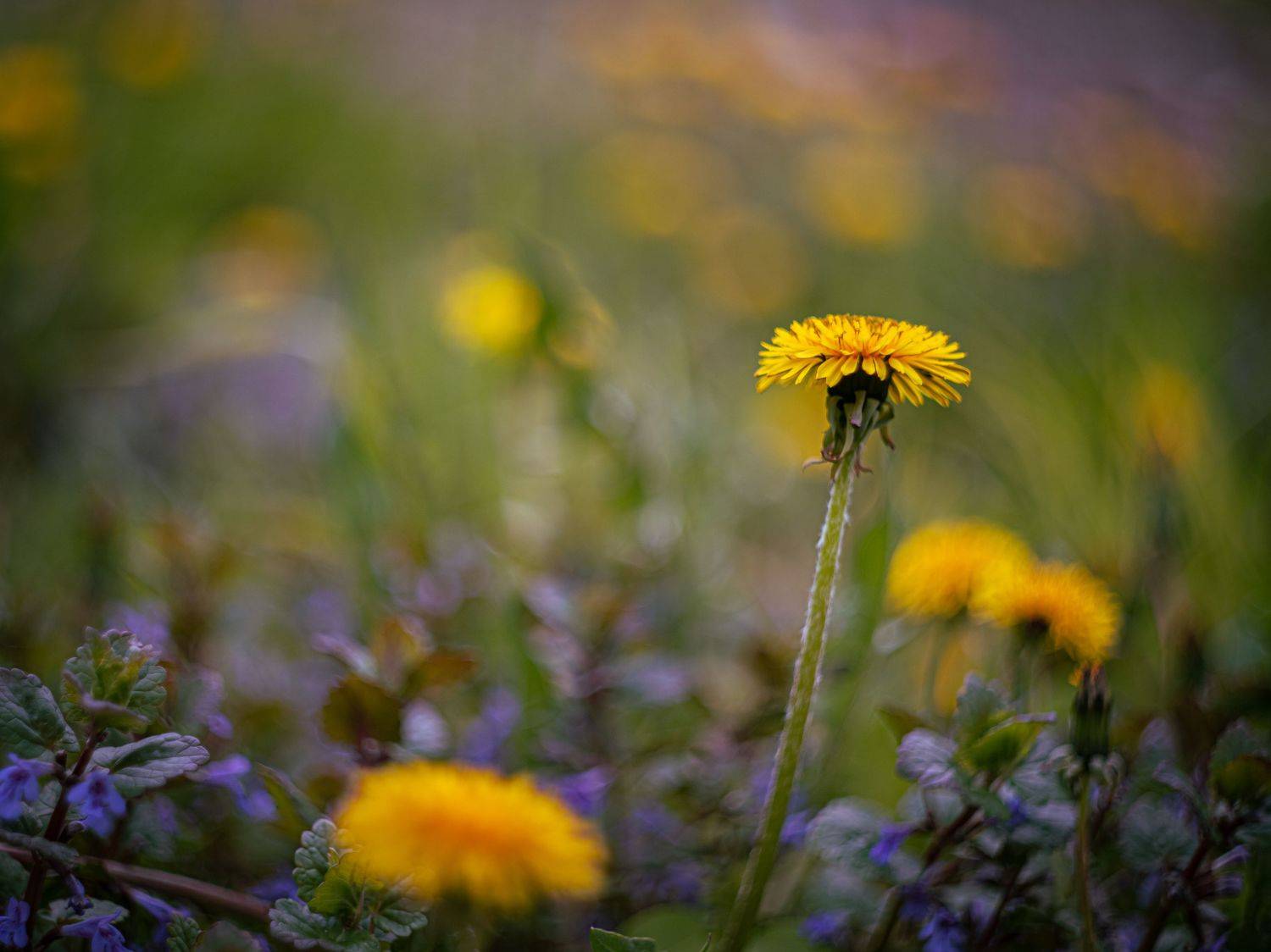, Лоскутова Евгения