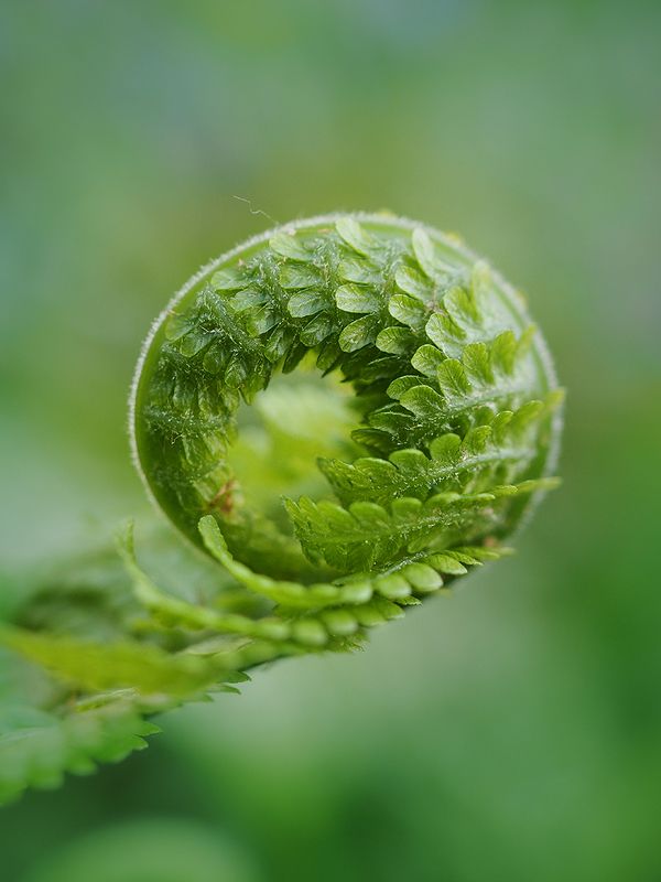 Кудряшки папоротника фото превью