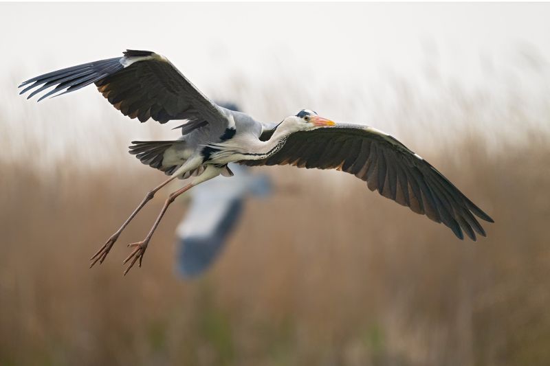 Ardea cinerea фото превью
