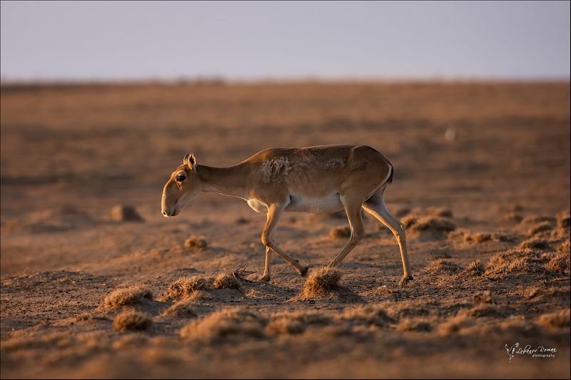 * * * фото превью