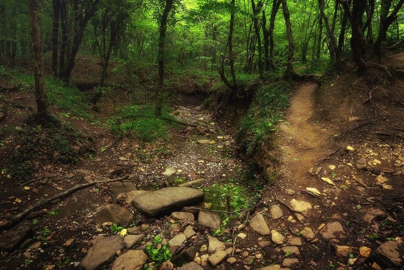 лес, юг, Внутри заповедного леса фото превью