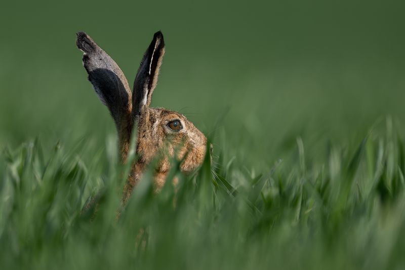 Zakis фото превью
