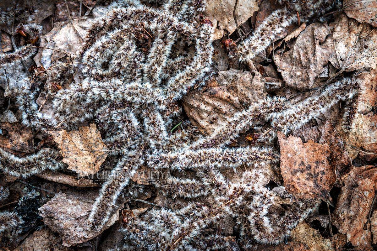 природа, береза, сережки, макро, Юлия Батурина