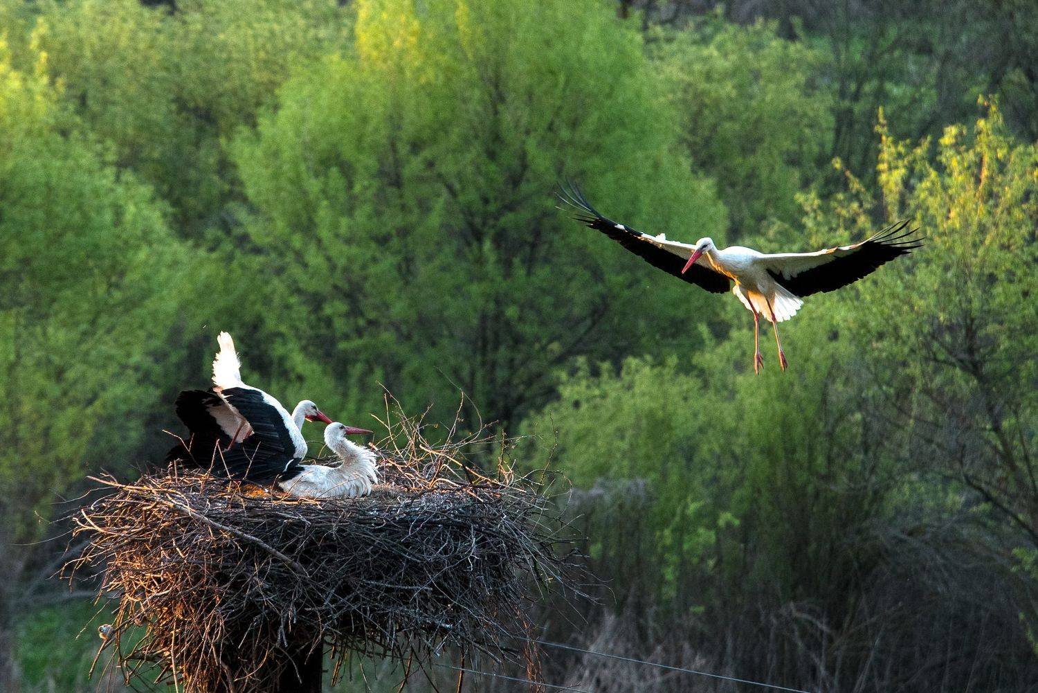 птицы аист, Максим Ушаков