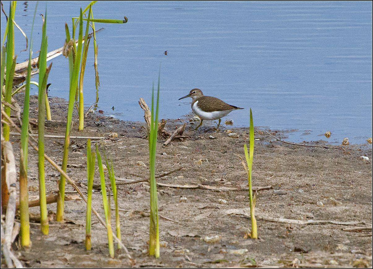 московская обл., пруд, птица, АНАТОЛИЙ ДОВЫДЕНКО