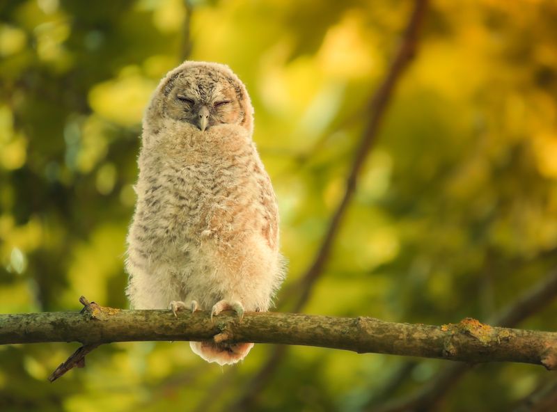 bird, birds, birdsofpray, owl, owls, forest, dusk, action, nature, wildlife, animals Little one фото превью