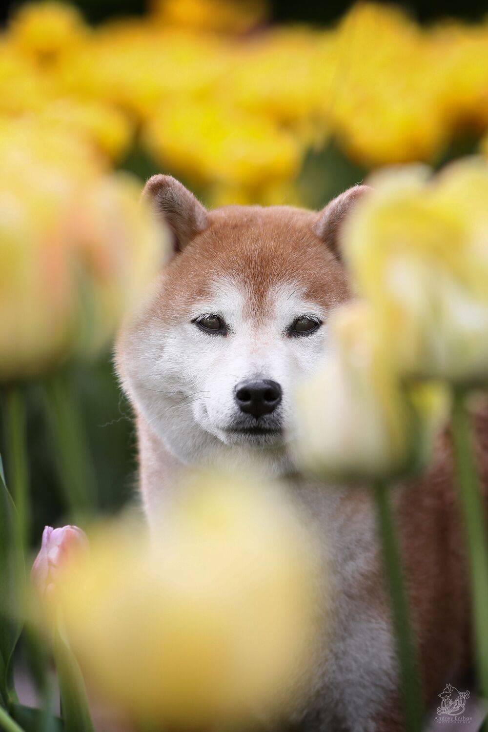 , Андрей Ершов